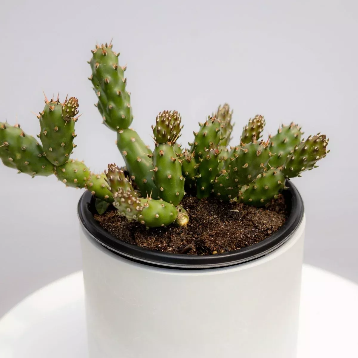Fragile Prickly Pear Cactus