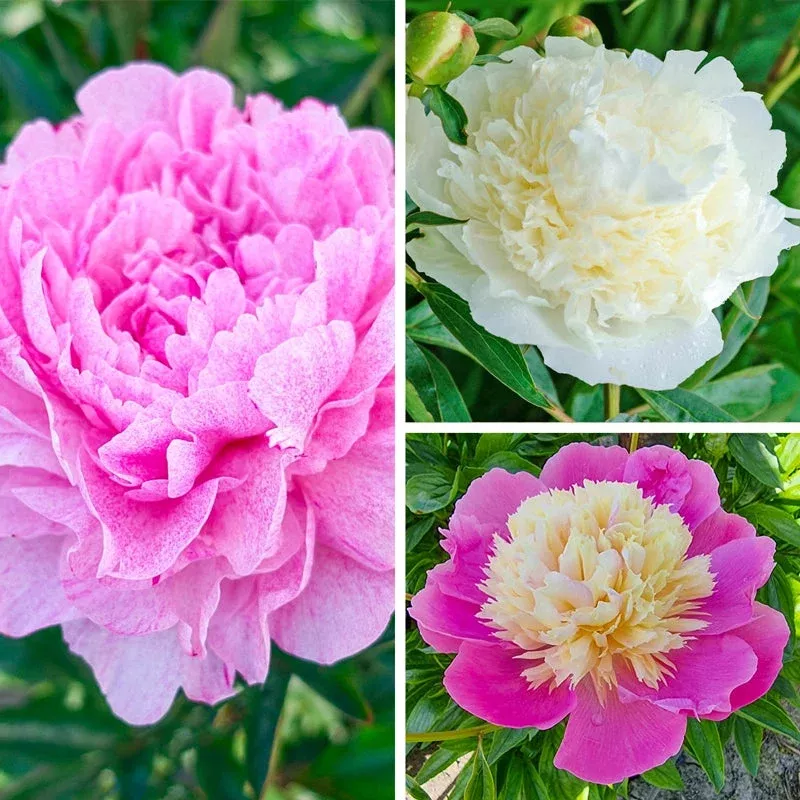 Fragrant Winners Peony Collection