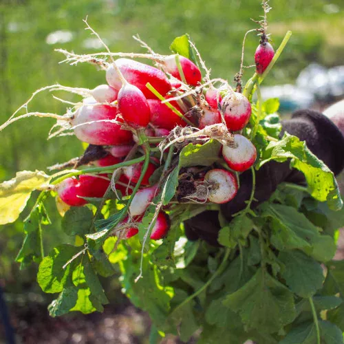 French Breakfast Radish Seeds – (Raphanus sativus)