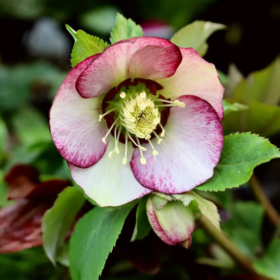 French Kiss Hellebore