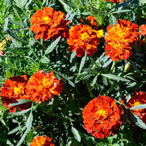 French Marigold Brocade Seed Mix - (Tagetes patula)