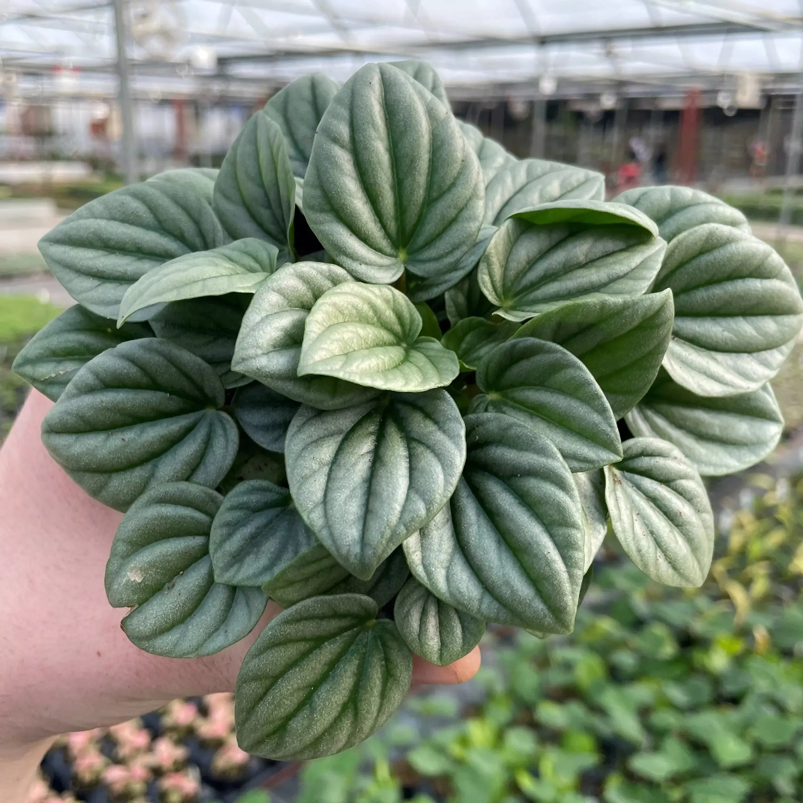 FROST PEPEROMIA 6in