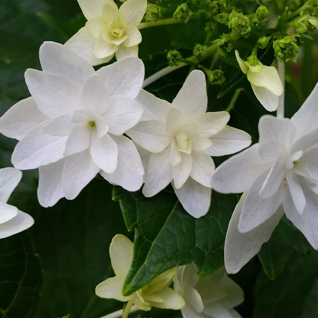 Fuji Waterfall Lacecap Hydrangea – Pure White Cascading Blooms (Hydrangea macrophylla ‘Fuji Waterfall’)