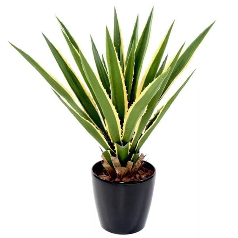 Furcraea Gigantea Striata, Furcraea Foetida Striata – Plant