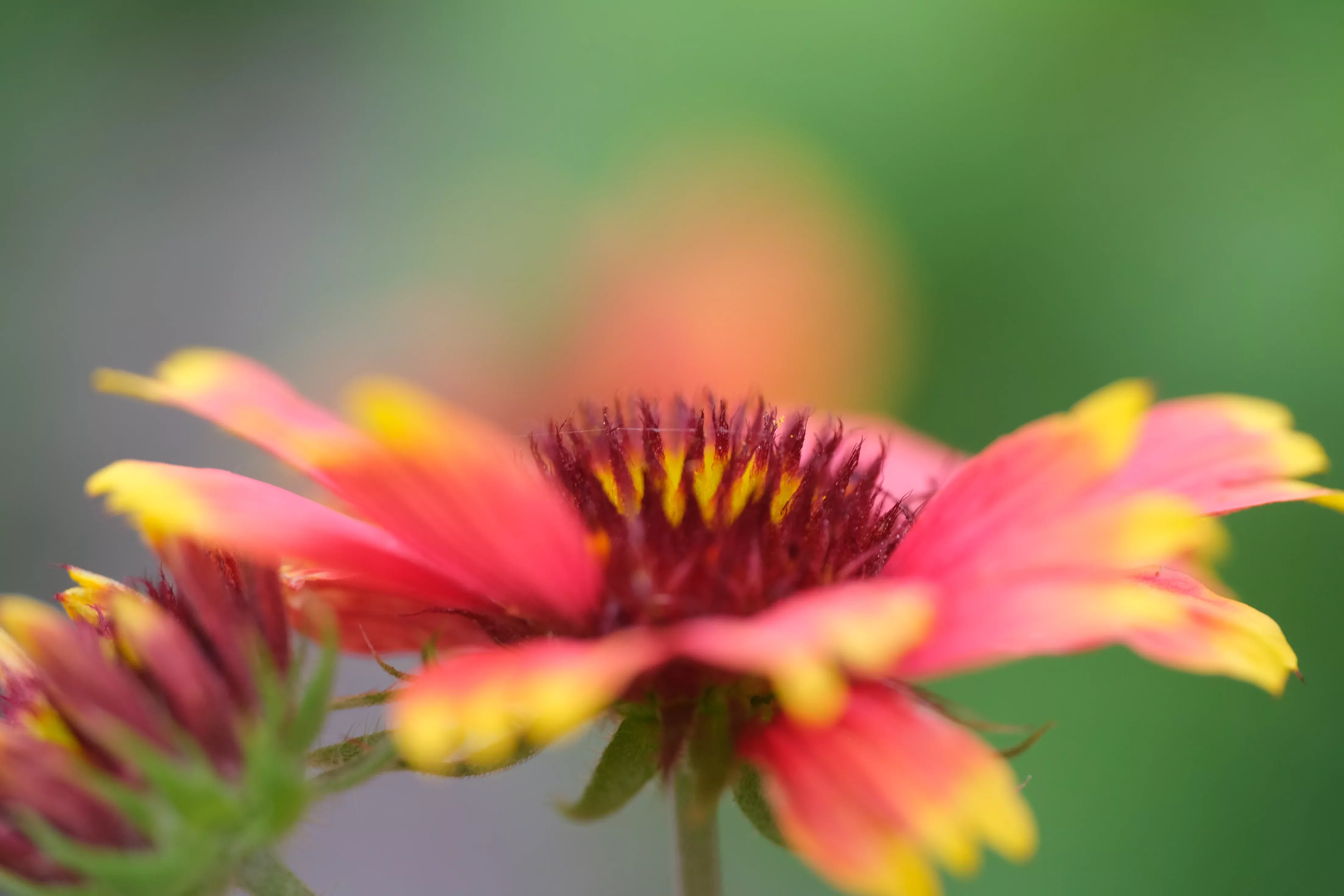 Gaillardia aristata | blanketflower