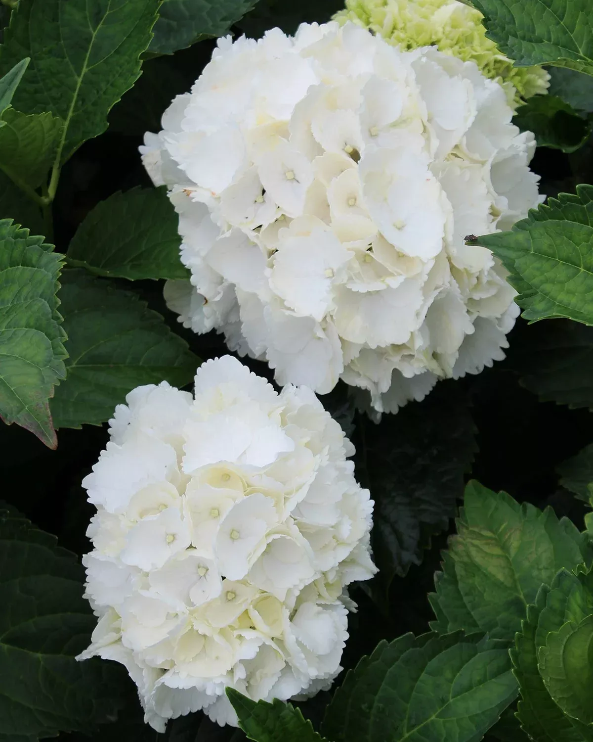 Galaxy White Hydrangea