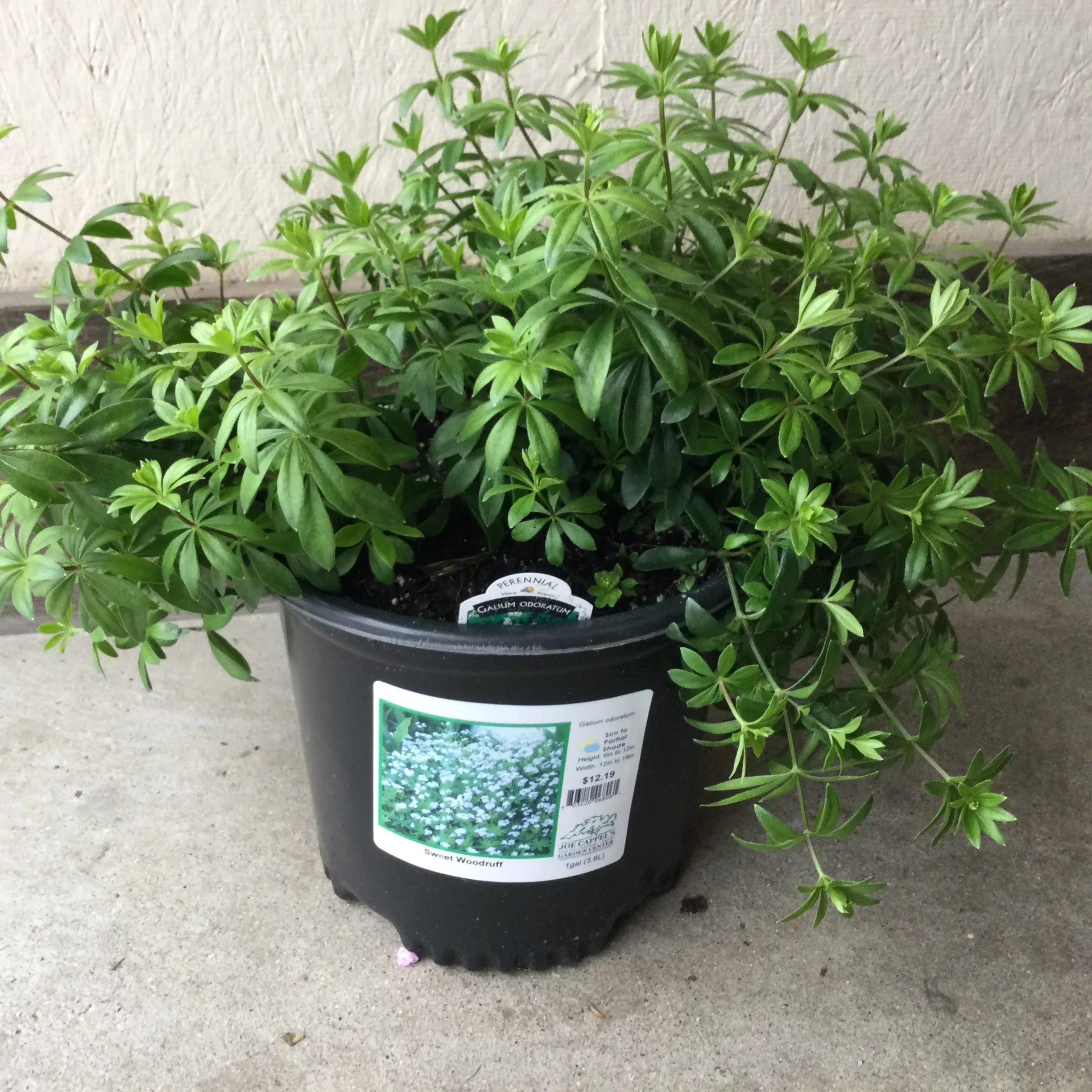 Galium odoratum | sweet woodruff
