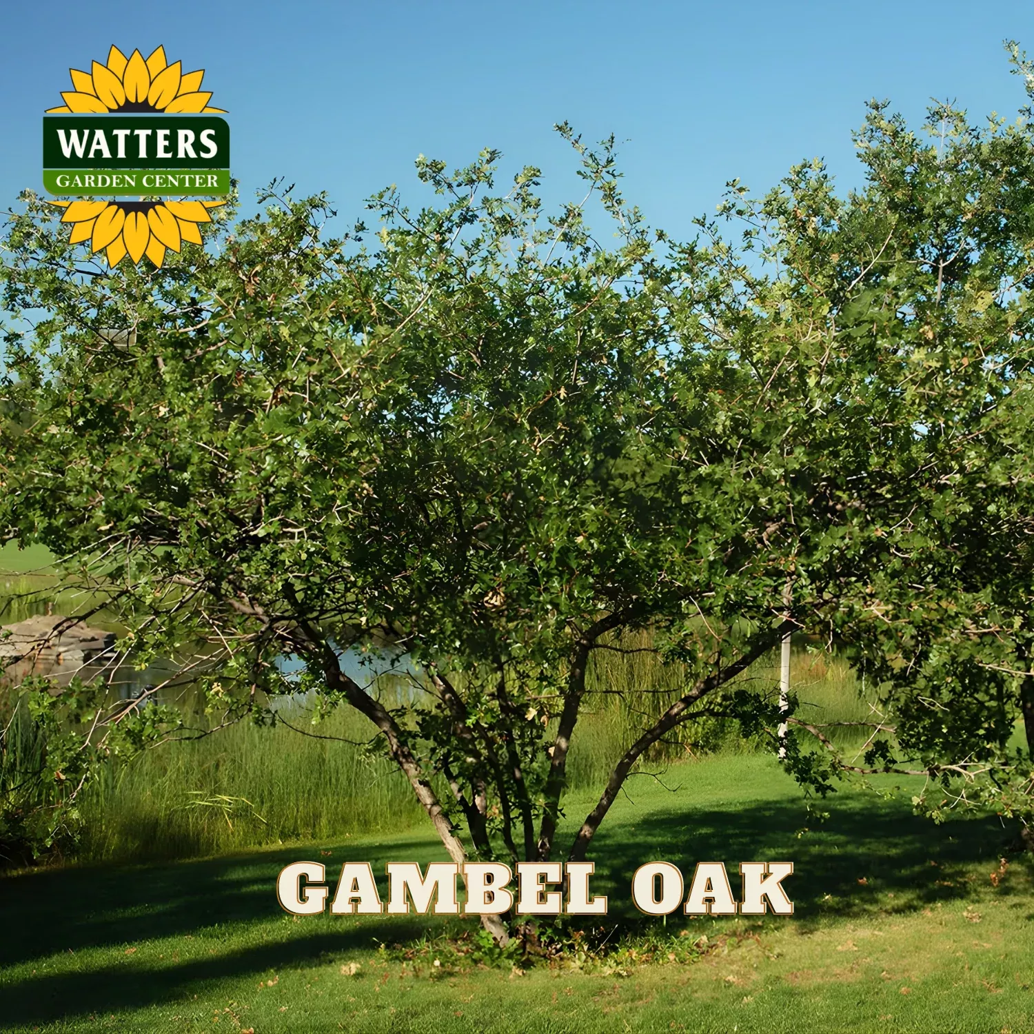 GAMBEL OAK TREE 5gal