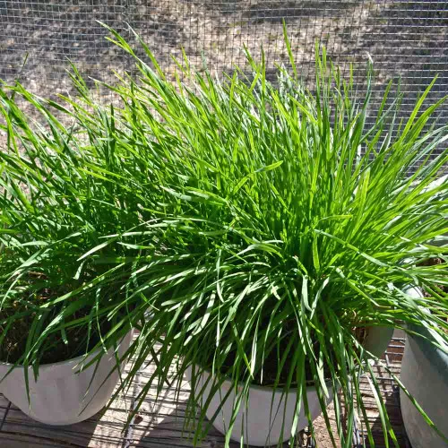Garlic Chive Seeds – (Allium tuberosum)