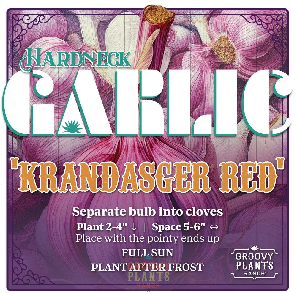Garlic | Krandasger Red Hardneck - Pickup October 16th - 18th
