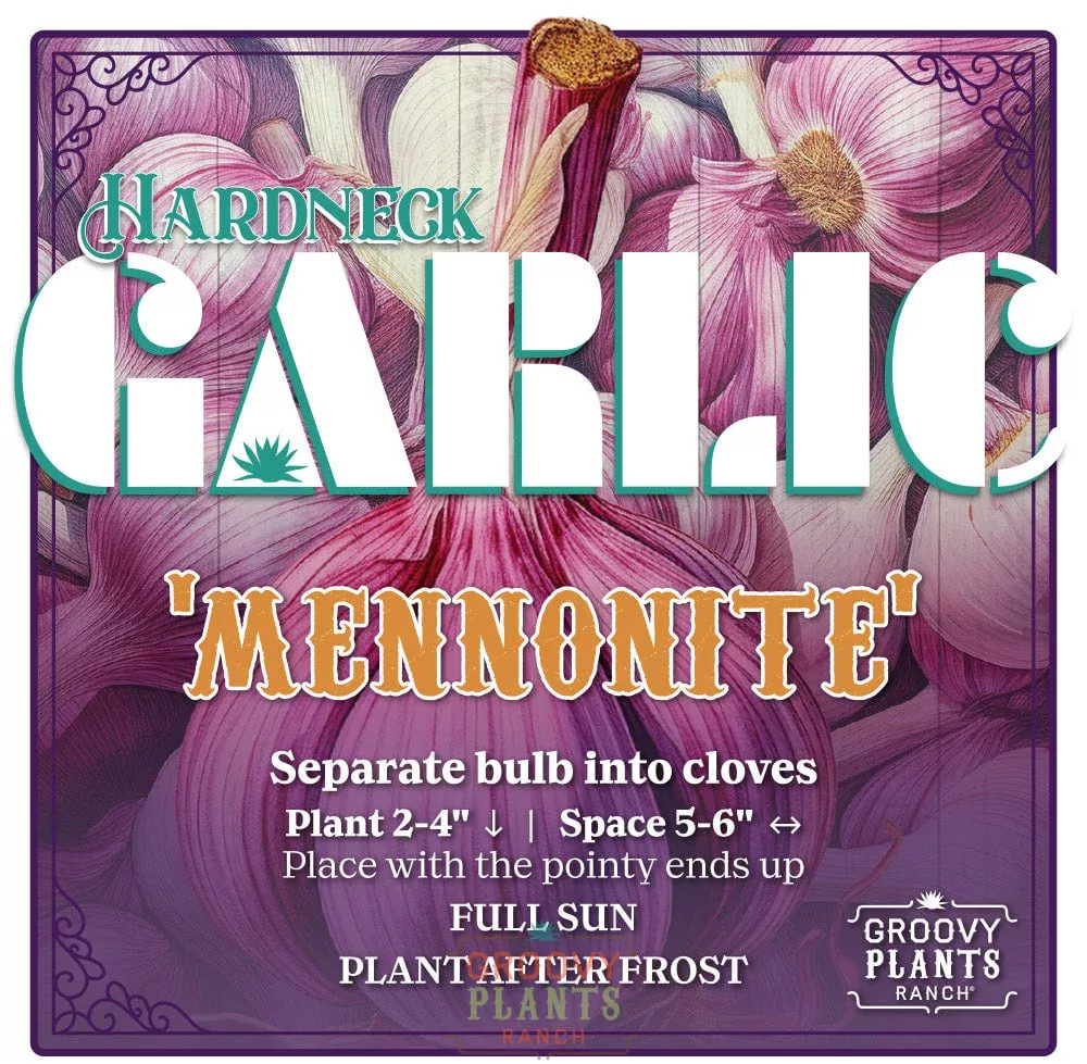 Garlic | Mennonite Hardneck – Pickup October 16th – 19th