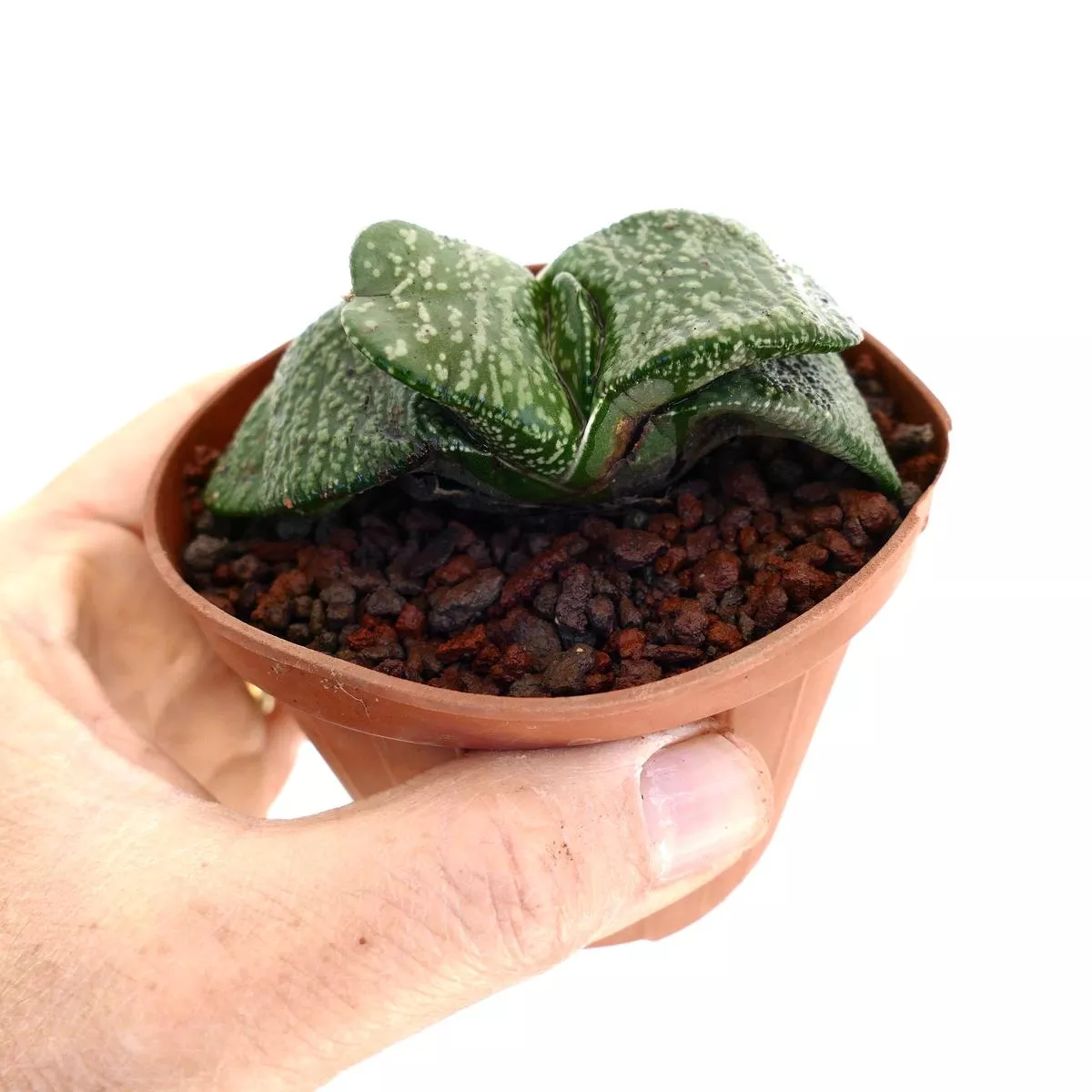 Gasteria armstrongii PEARL (EX CLONE TORRISI SICILY)