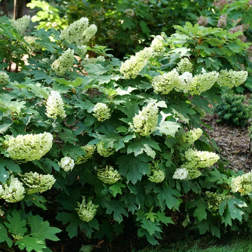 Gatsby Glow Ball Oakleaf Hydrangea