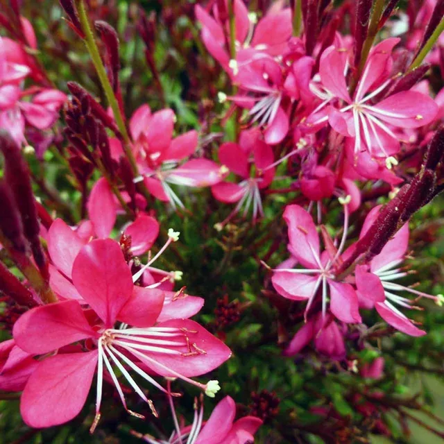 Gaura Whiskers Deep Rose (Perennial)