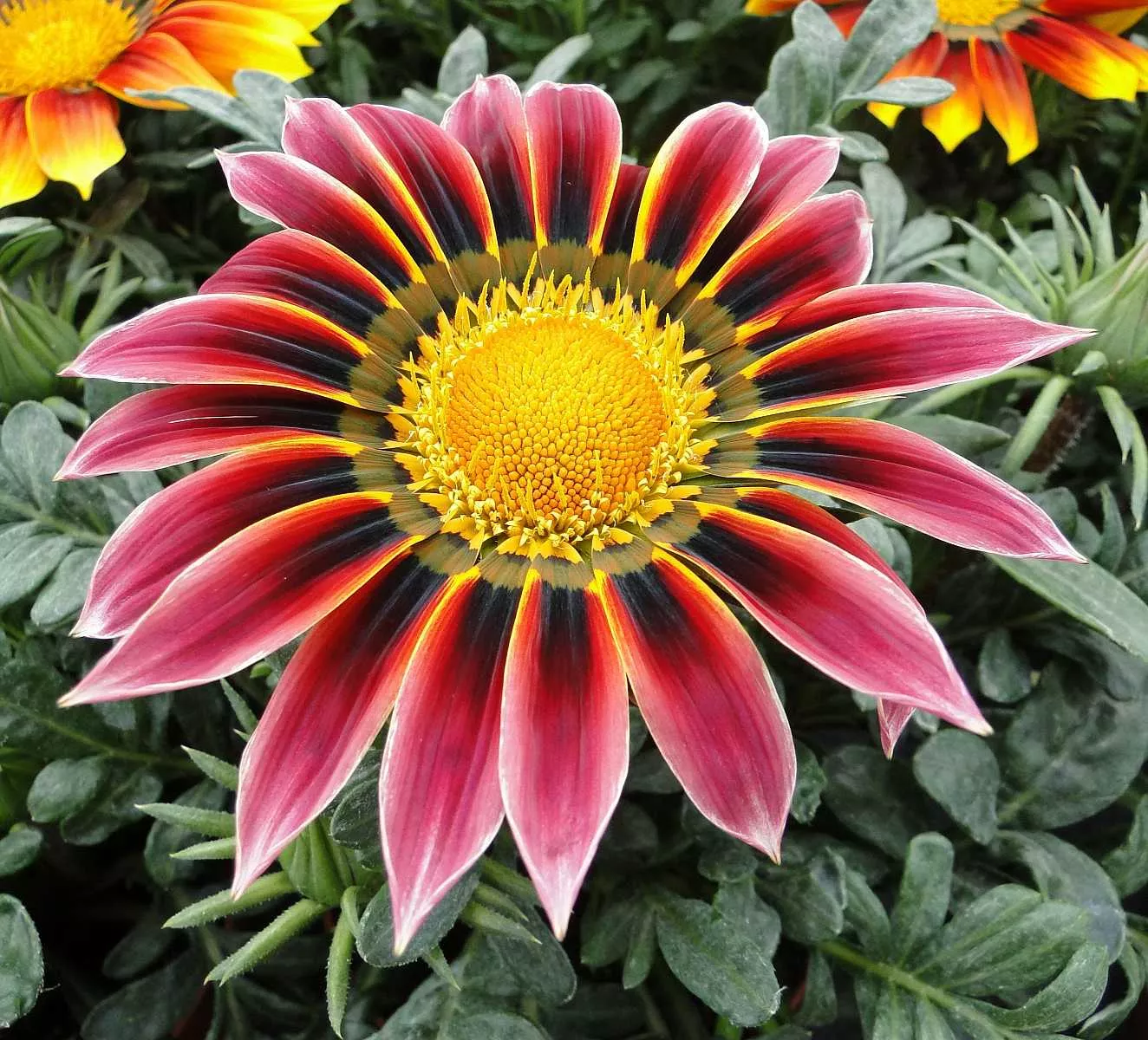 Gazania rigens 'Giant Violet Bicolor' – Treasure Flower