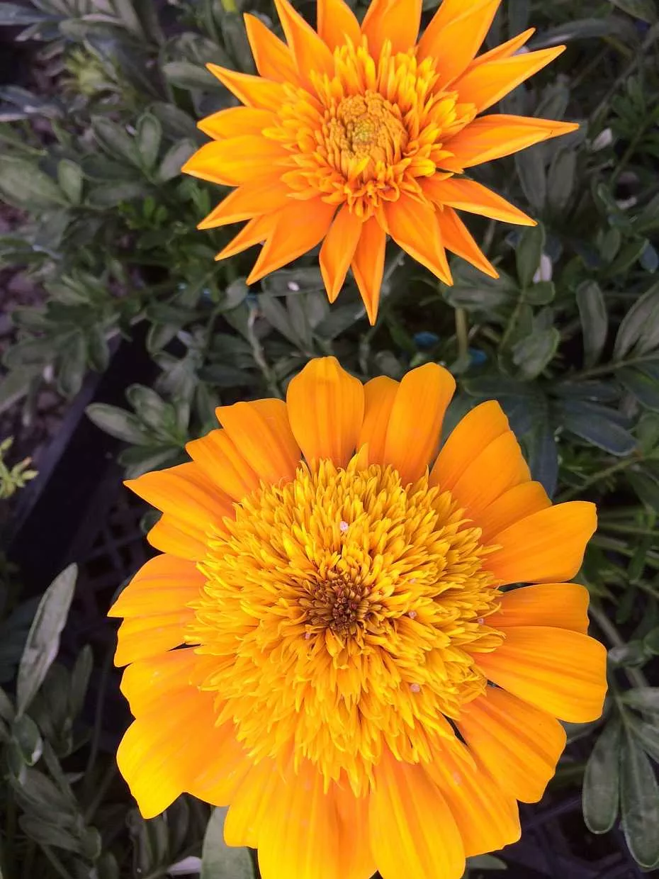 Gazania 'SunBathers Nahui' – Treasure Flower
