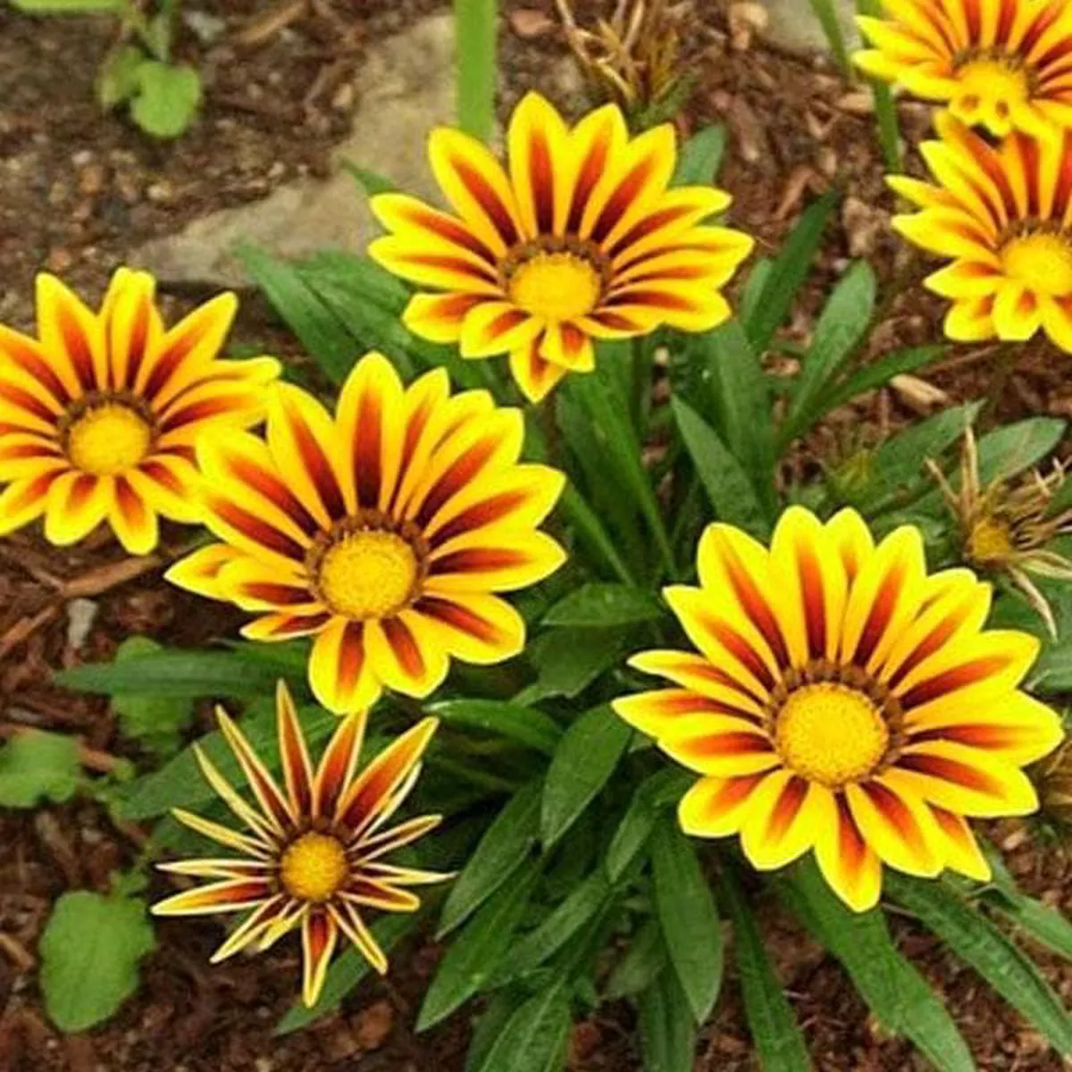 Gazania (Yellow-Orange) 8211 Plant