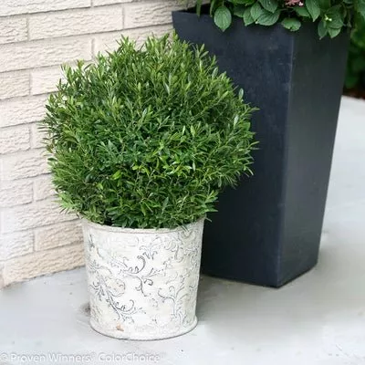Gem Box Prime Inkberry Holly