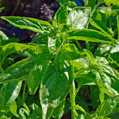 Genovese Basil Seeds - (Ocimum basilicum)