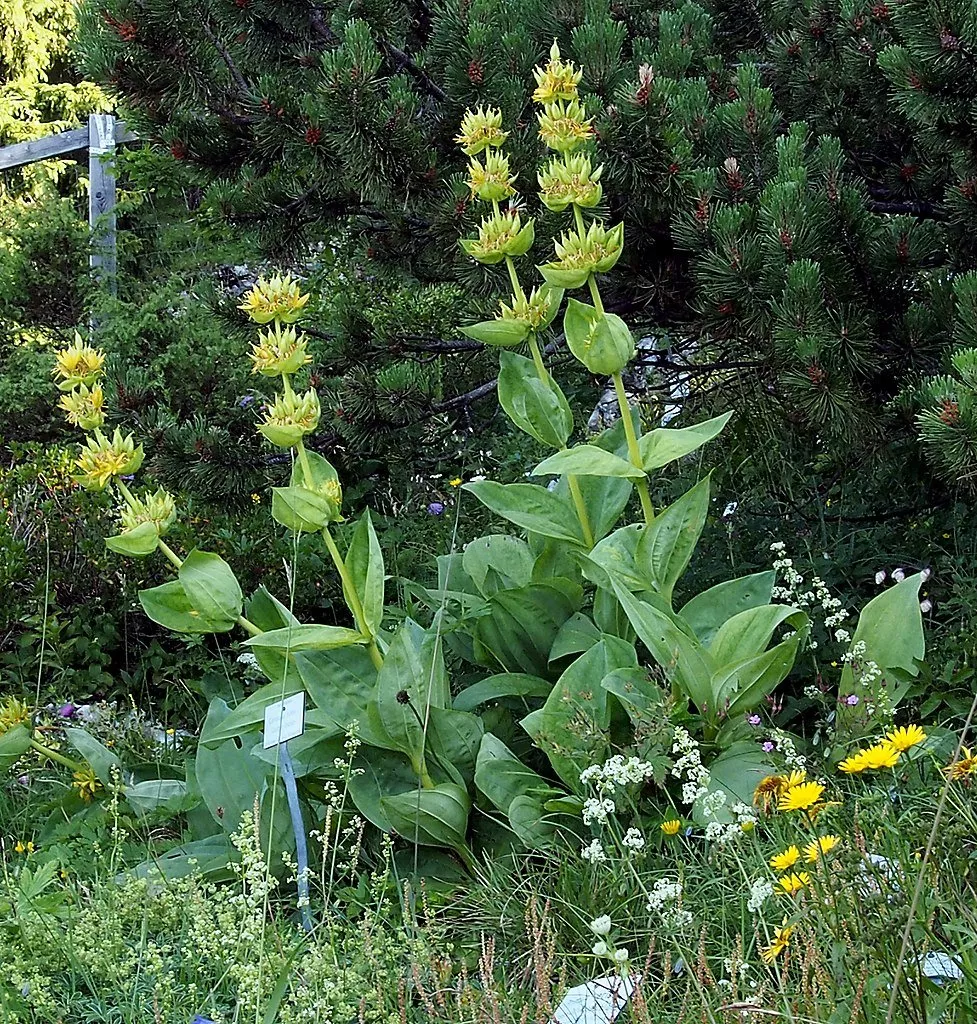 Gentiana lutea | yellow gentian