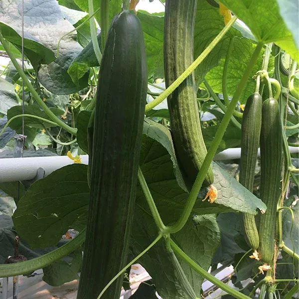 Georgia F1 (Untreated) Long Dutch Cucumber