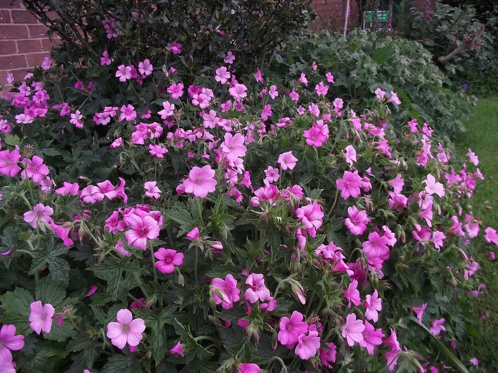 Geranium endressii | Endre's cranesbill