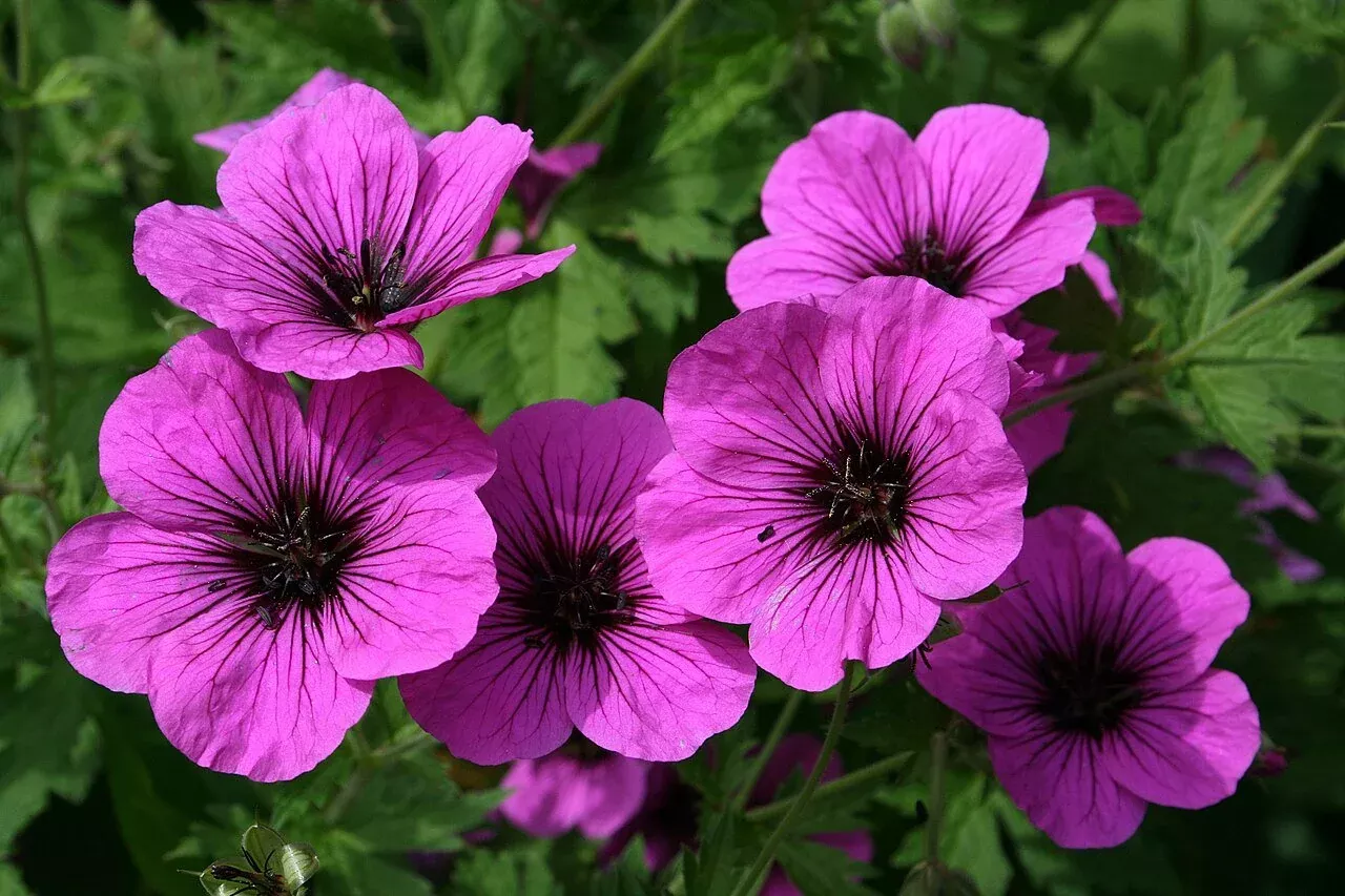 Geranium psilostemon | Armenian cranesbill