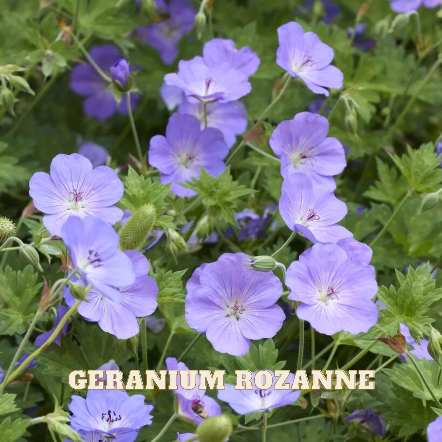 Geranium Rozanne Potted Plant 2 Pack (Cranesbill)