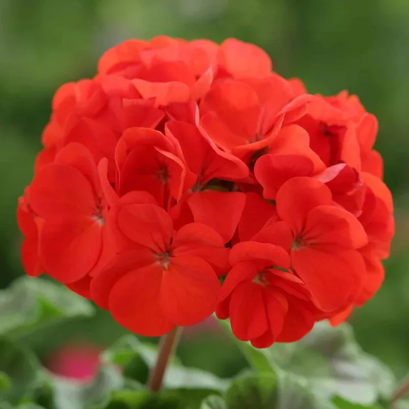 Geranium Seeds - Horizon Scarlet