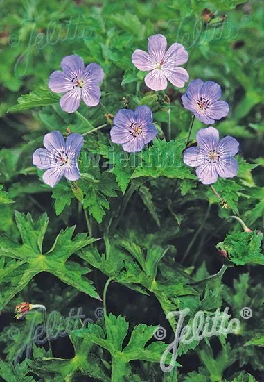 Geranium wallichianum 'Buxton's Variety' | Wallich cranesbill