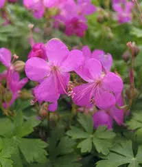 Geranium X Cantabrigiense Crystal Rose Cranesbil