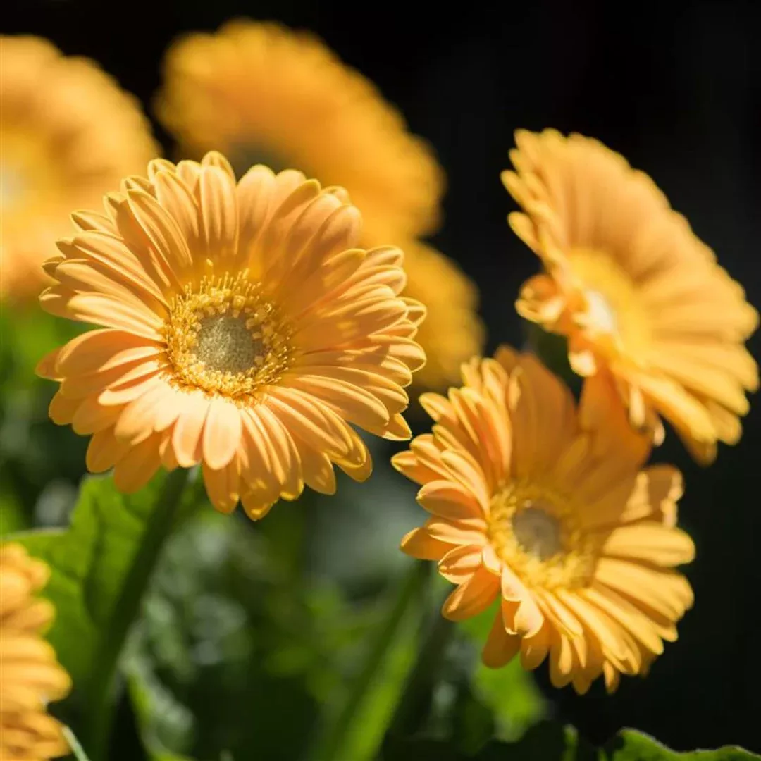Gerbera Garvinea Sweet Smile Gerber Daisy