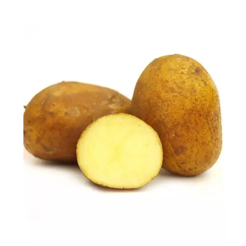 ‘German Butterball’ Potato – 2 Pound Bag