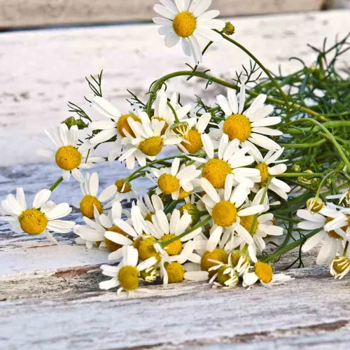 German Chamomile Seeds – (Matricaria recutita)