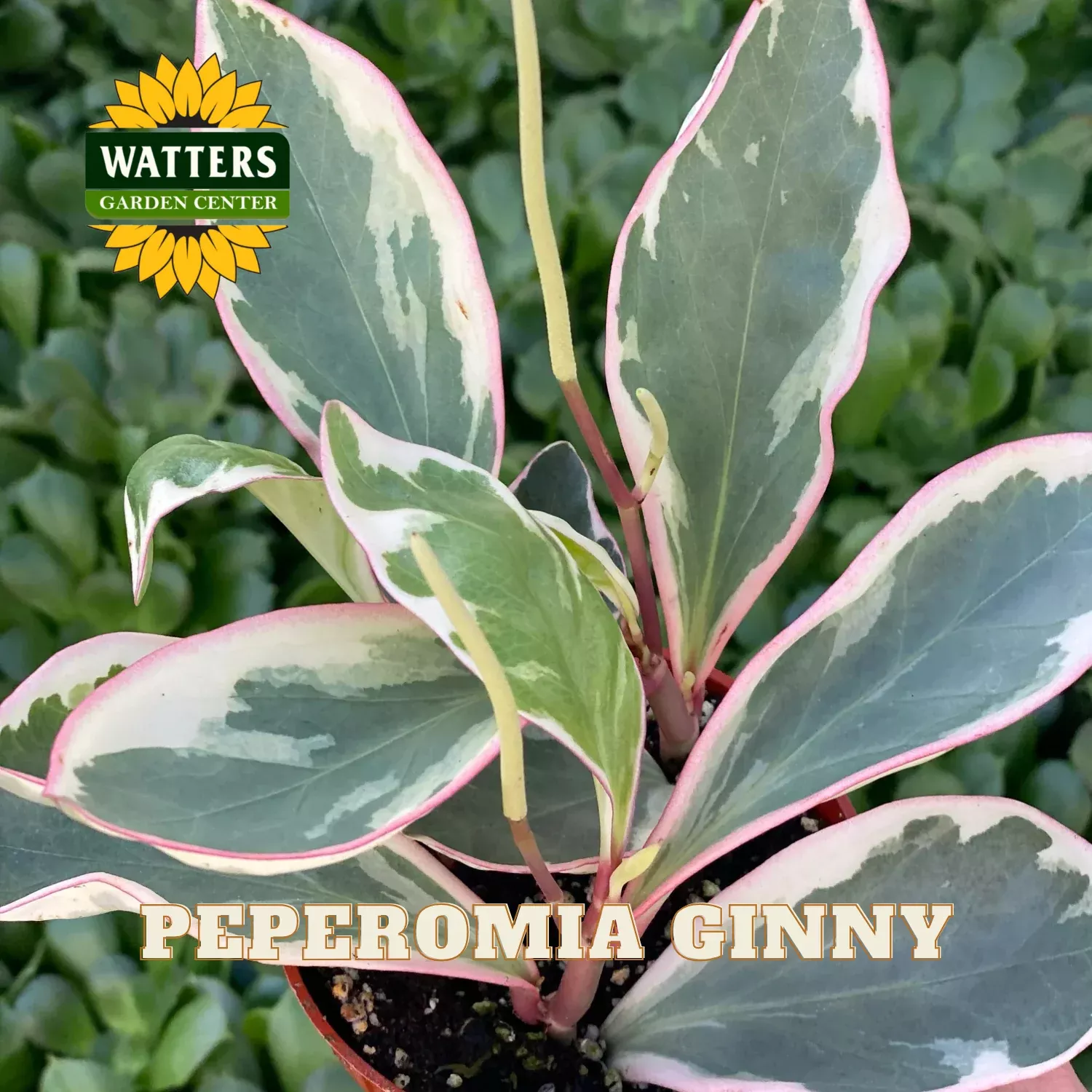 GINNY PEPEROMIA 4in