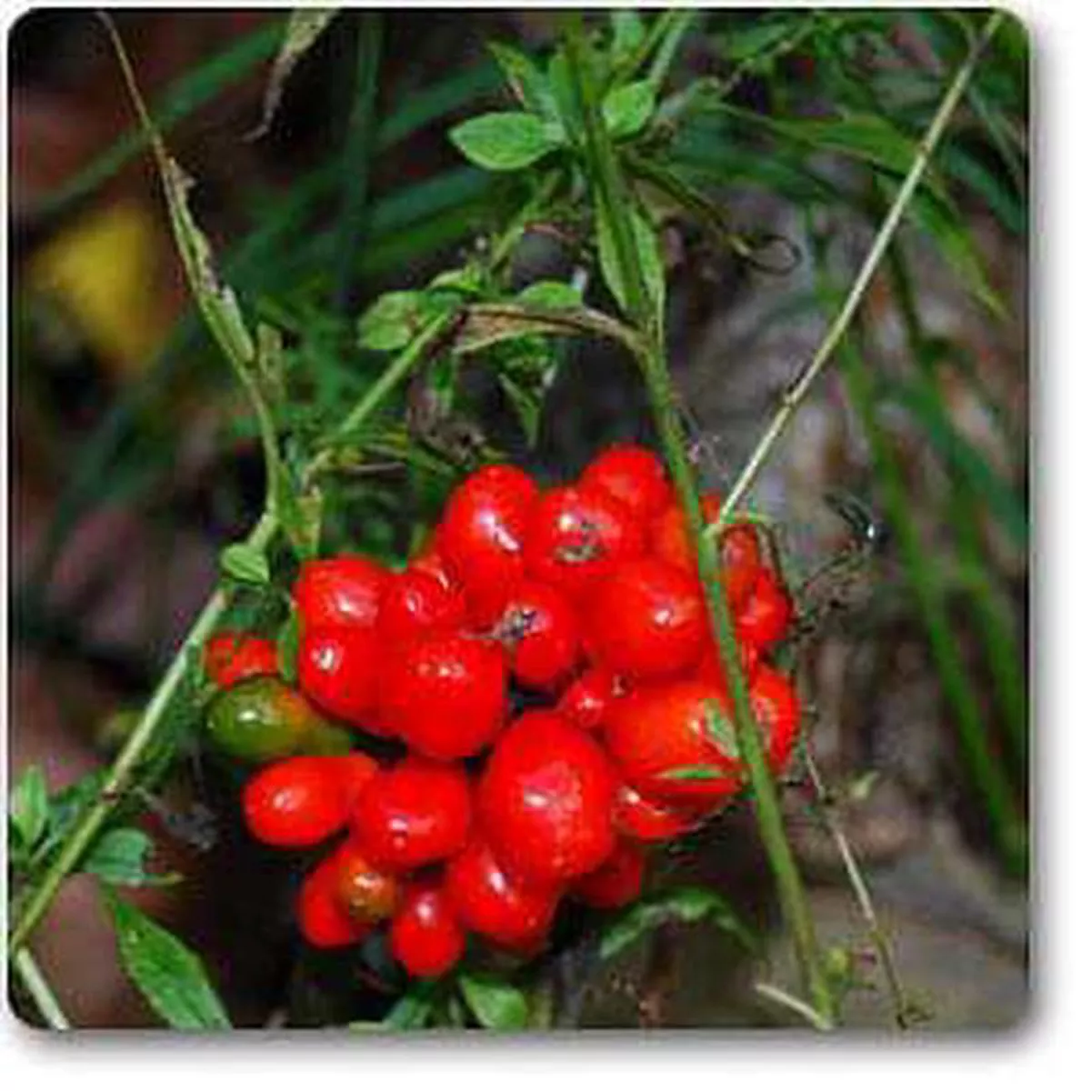 Ginseng American 8211 Plant