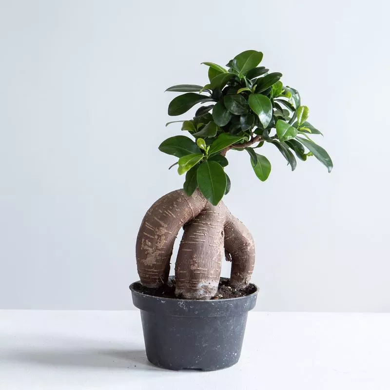 Ginseng Ficus Bonsai: Ficus retusa – 5 inch pot