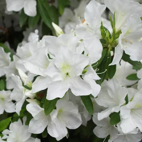 Girard’s Pleasant White Azalea