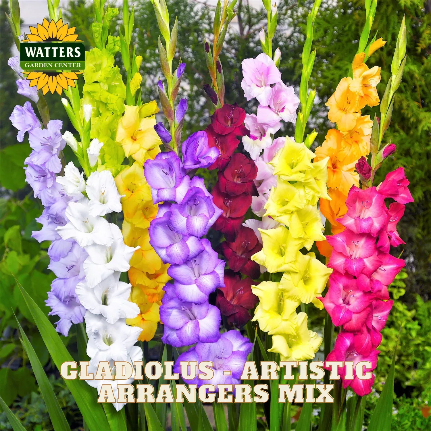 Gladiolus – Artistic Arrangers Mix