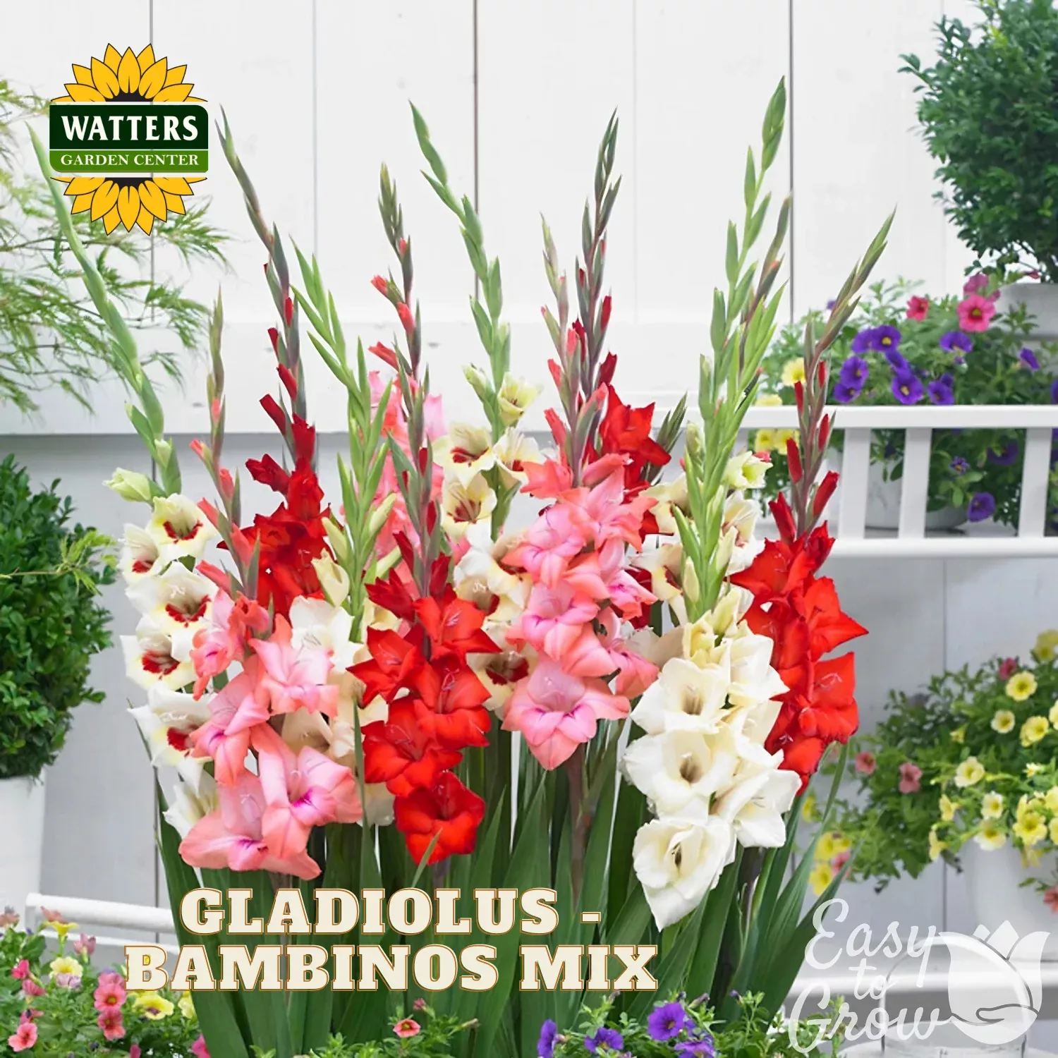 Gladiolus – Bambinos Mix (Dwarf)