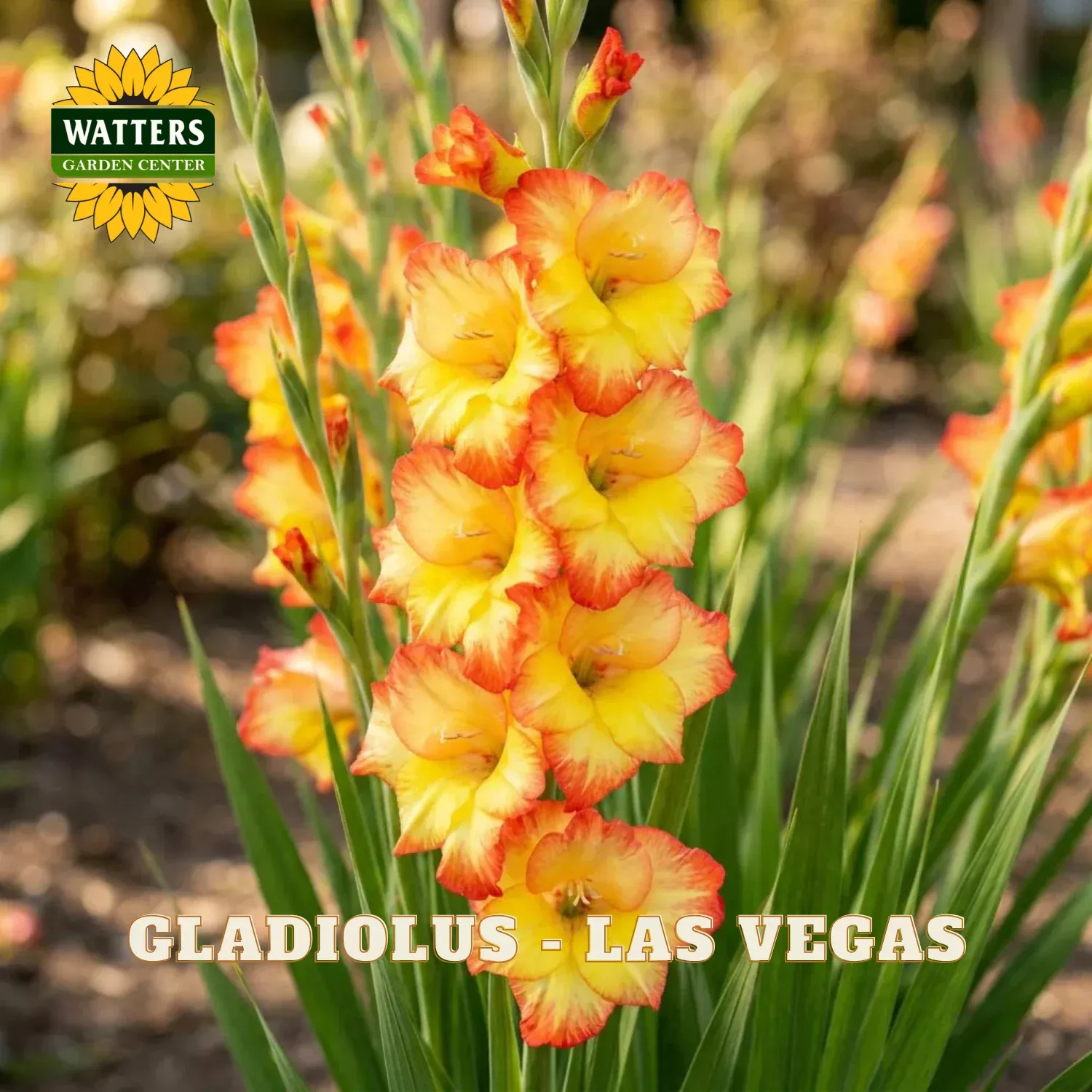 Gladiolus – Las Vegas