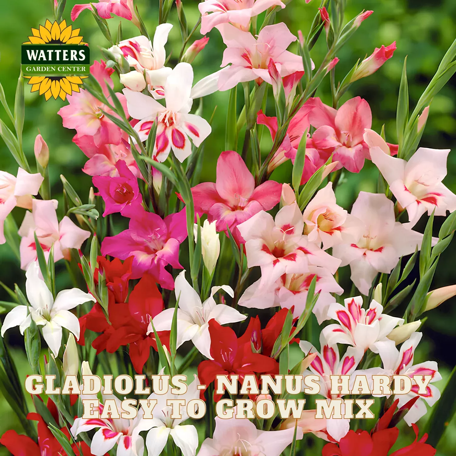 Gladiolus – Nanus Hardy Easy to Grow Mix
