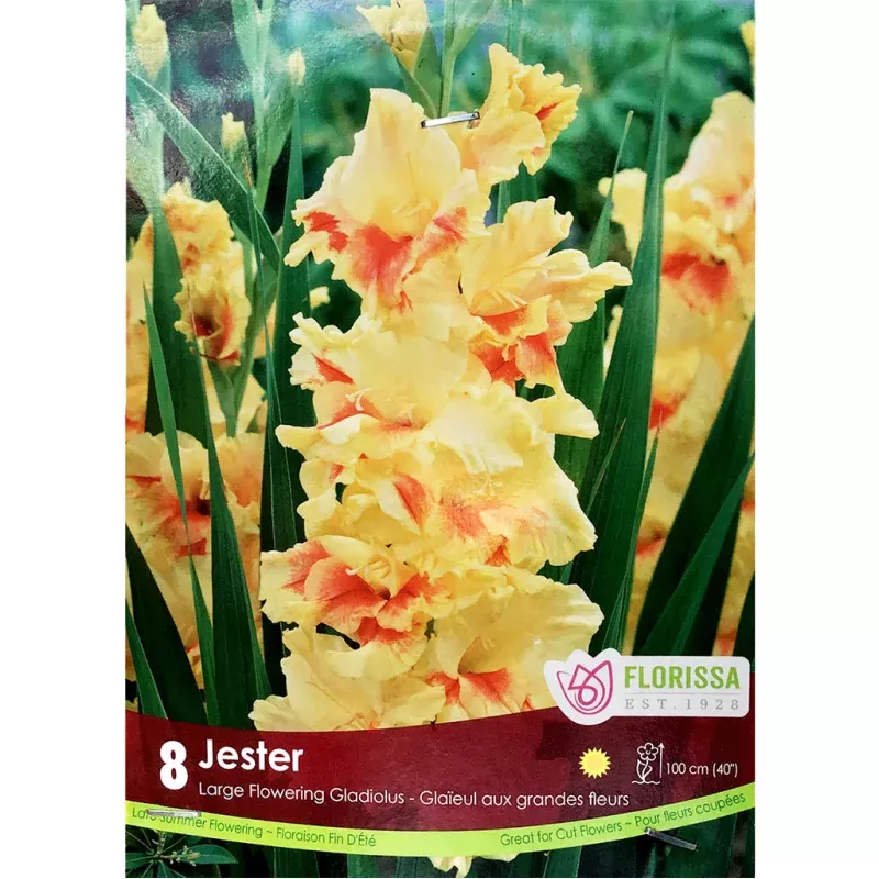 Gladiolus, Novelty - Jester Bulbs, 8 Pack