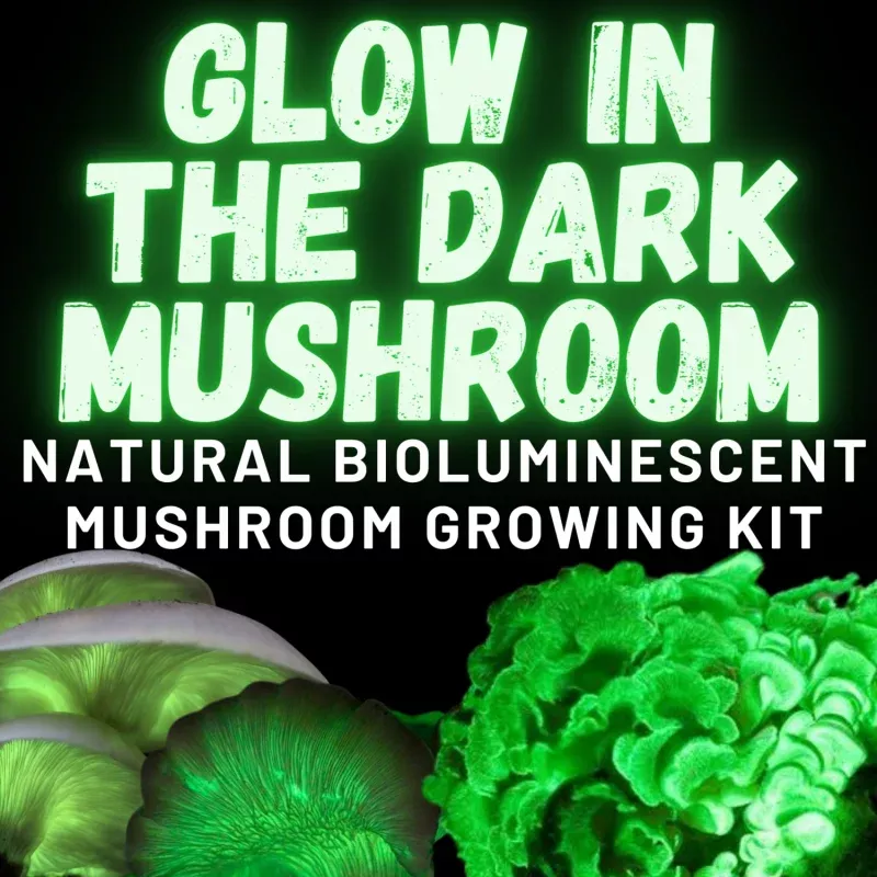 Glow in the Dark Mushroom Growing Kit (bioluminescent)