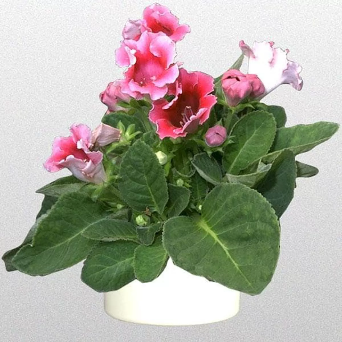 Gloxinia (Pink) – Plant