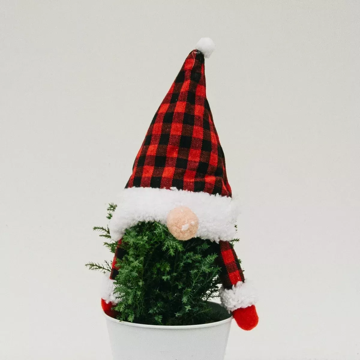 Gnome Cypress – 5 Inch Tin Pot