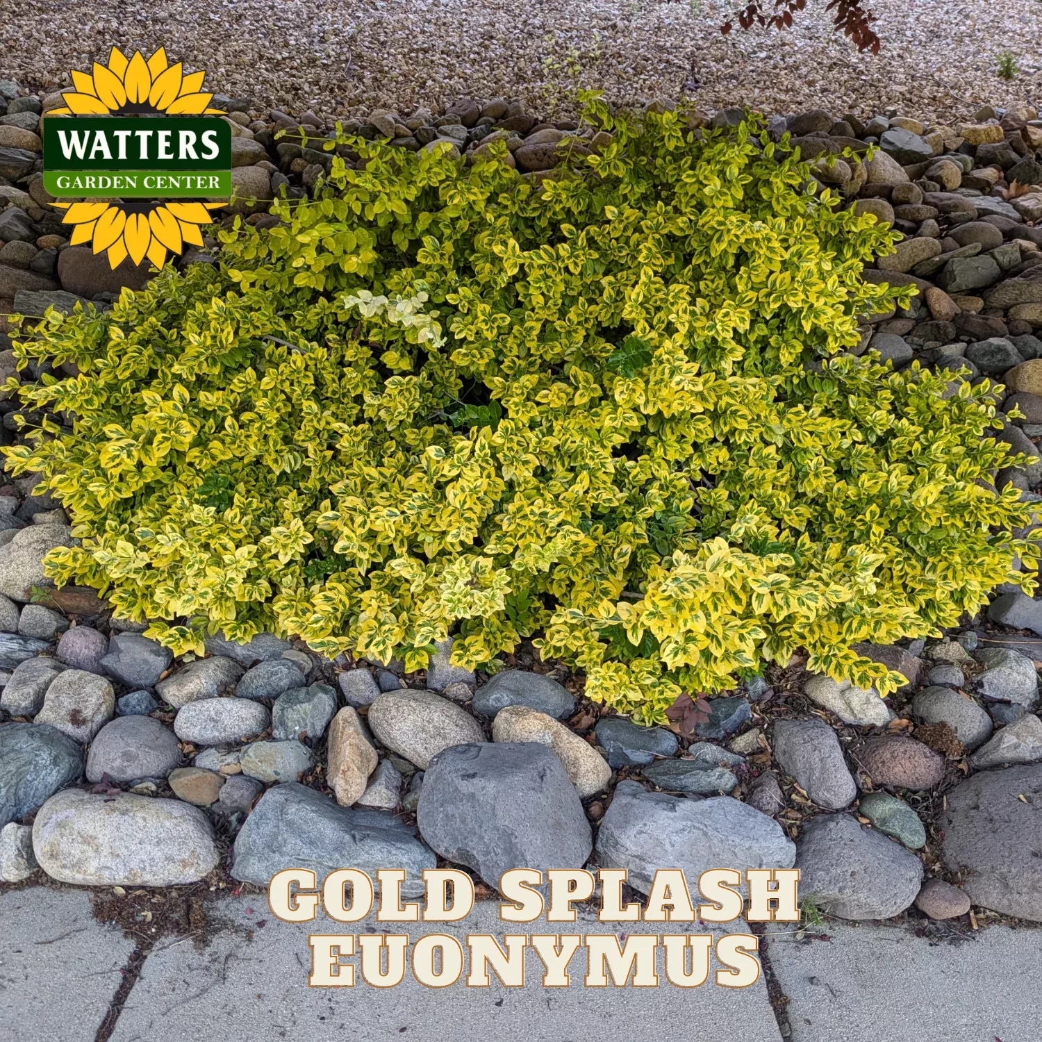 Gold Splash Wintercreeper (EUONYMUS FOR. GOLD SPLASH) – 2 gallon 10″