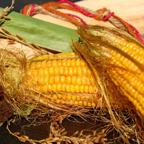 Golden Bantam Corn Seeds -(Zea mays)