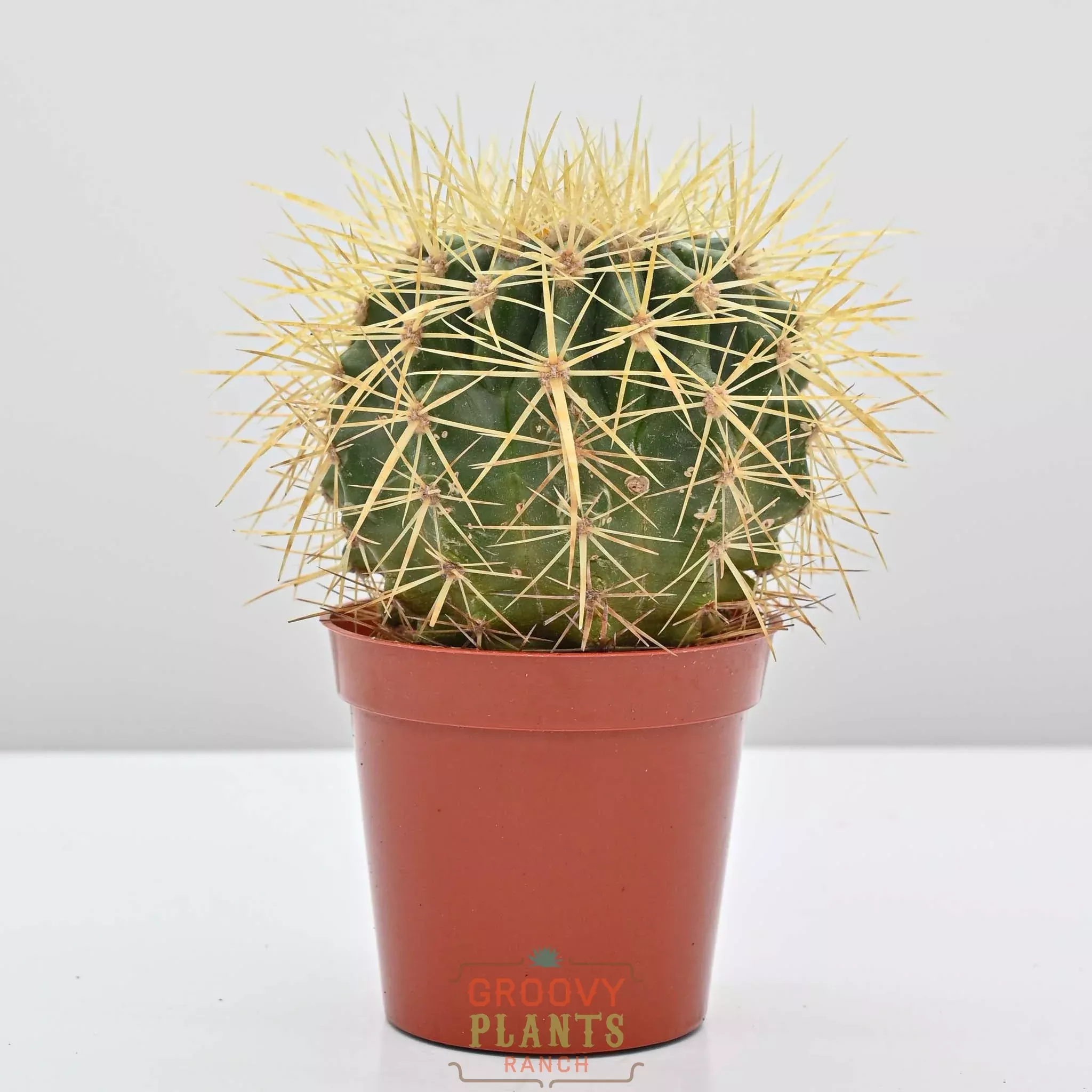 Golden Barrell Cactus | Echinocactus grusonii