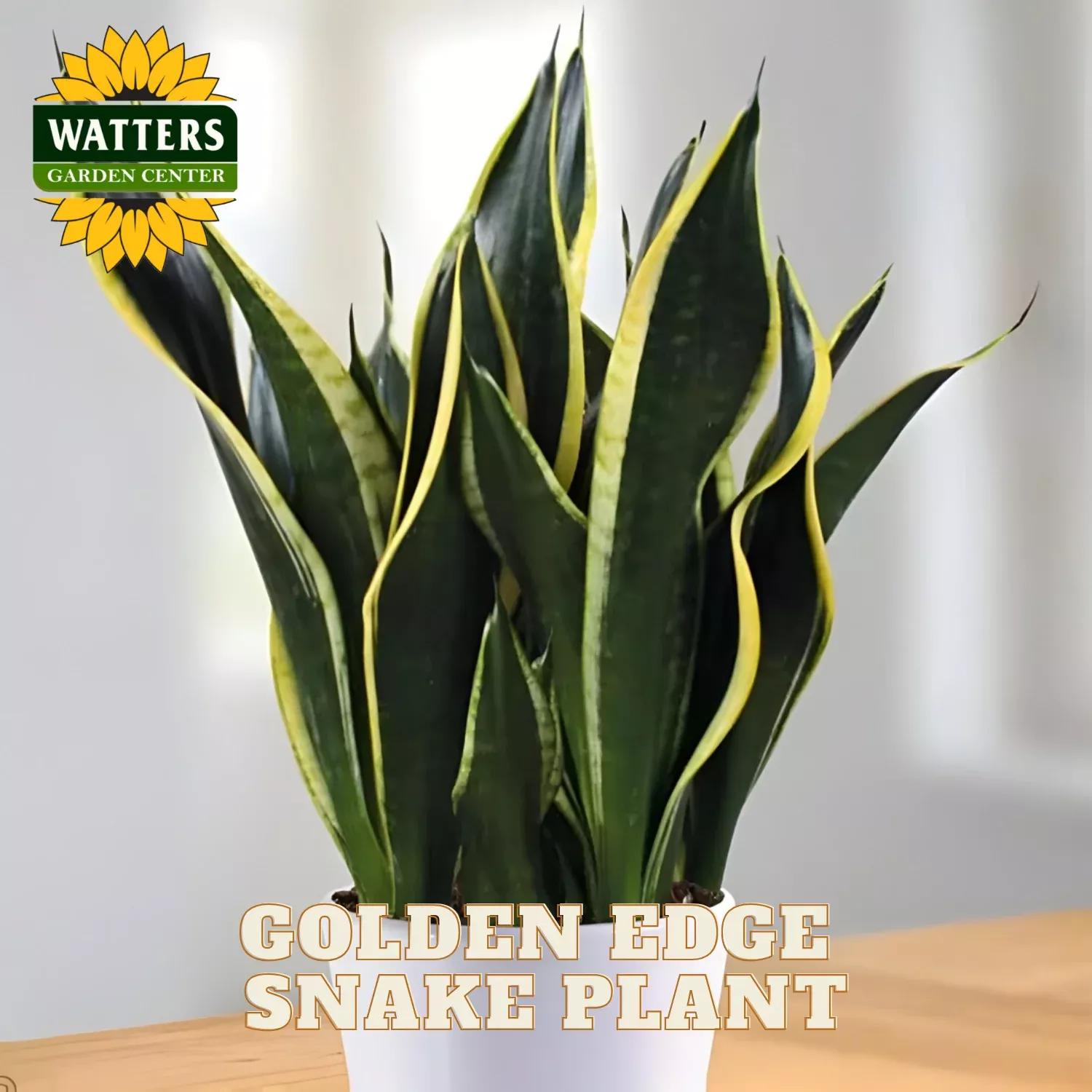 GOLDEN EDGE SNAKE PLANT 6in